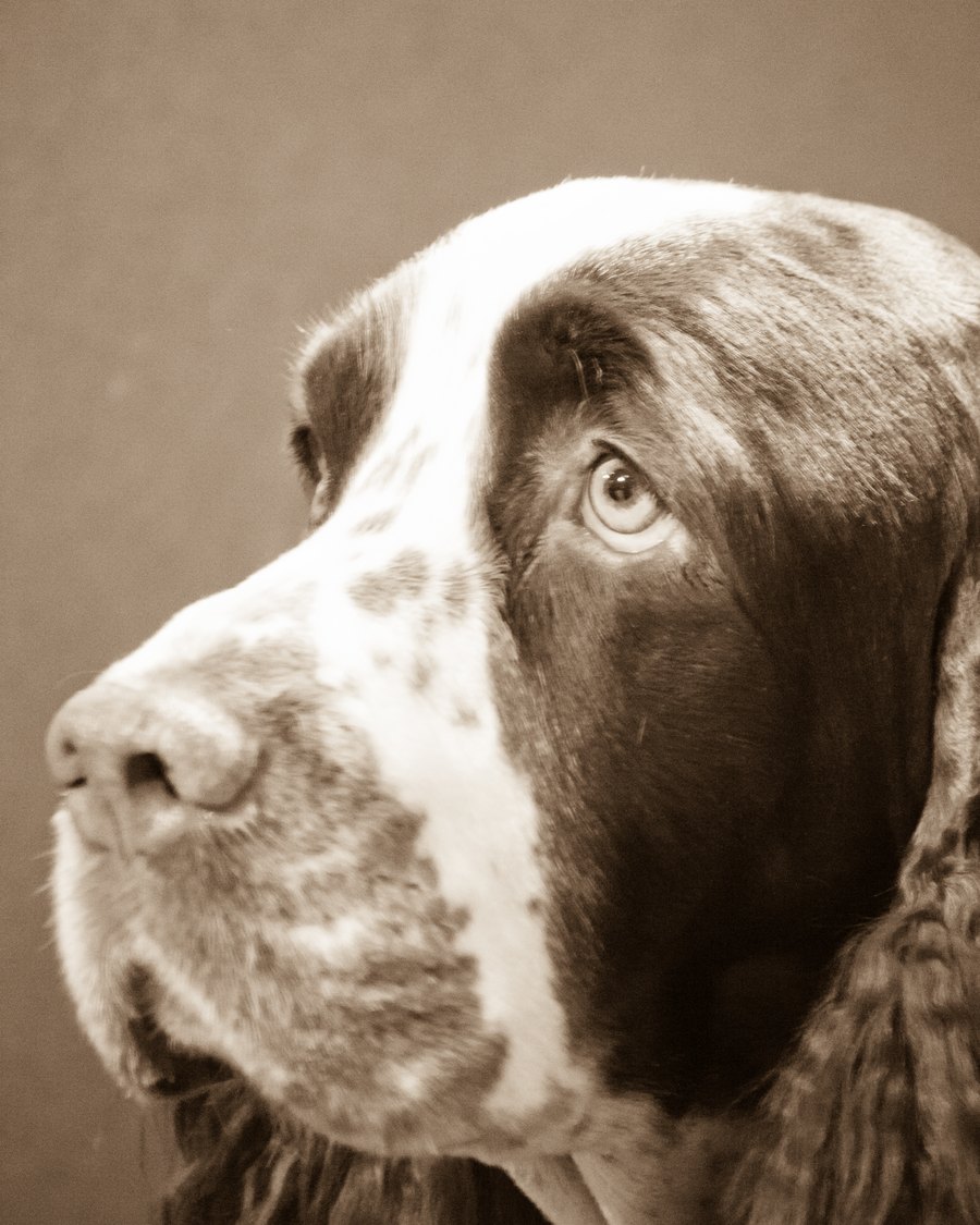 Duchess, épagneul springer anglais noir et blanc, portrait
