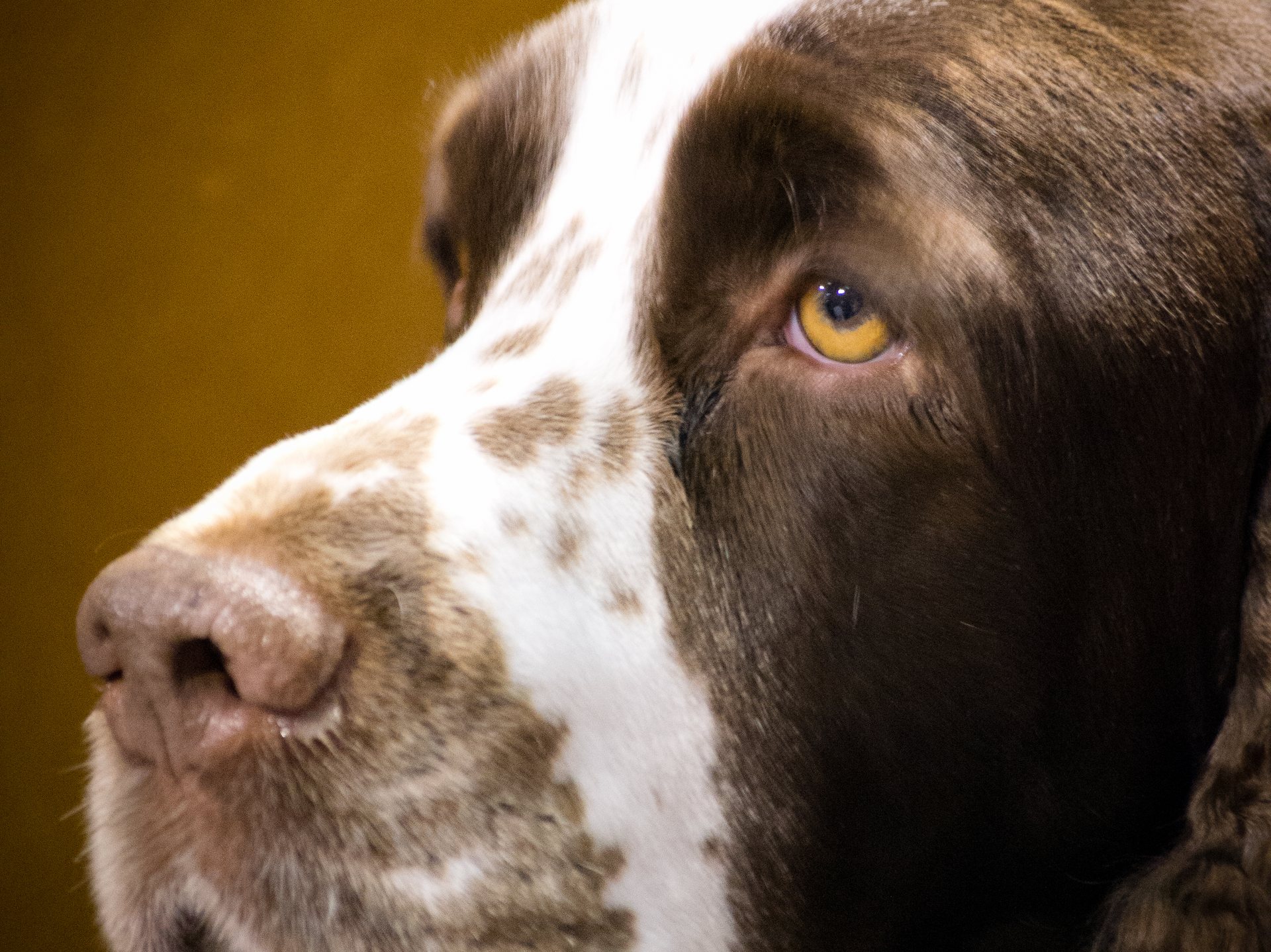 Portrait d'un épagneul springer anglais foie et blanc, regard attentif